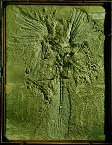 Archeopteryx lithographicaのキャスト